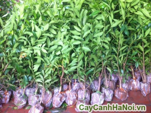 cay voi tai ha noi cay voi tai ha noi