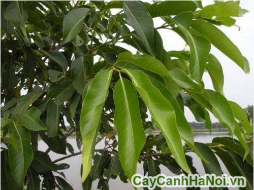 la cua cay voi chua la cua cay voi chua