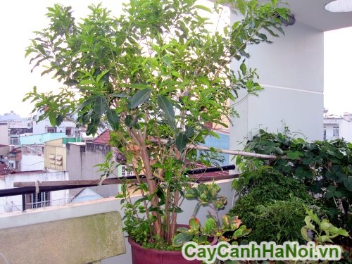 cay voi ban cong cay voi ban cong