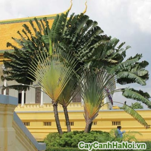 trong giong hinh cai quat trong giong hinh cai quat