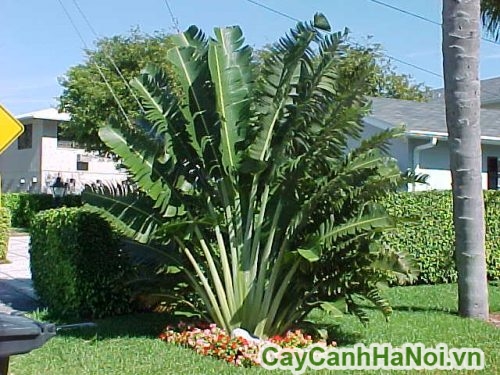 chuoi re quat ngoai that chuoi re quat ngoai that