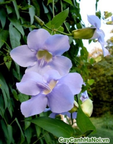 hoa cua cat dang co mau tim hoa cua cat dang co mau tim