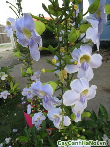 tam nang cho cay tam nang cho cay