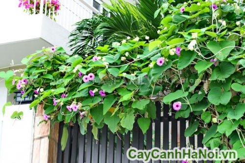 day cat dang leo trong san vuon day cat dang leo trong san vuon