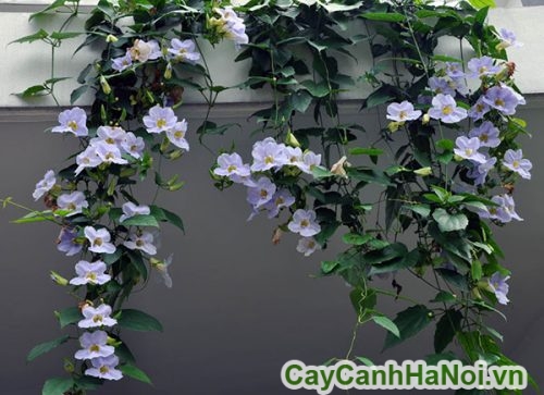 day cat dang la dang than day leo day cat dang la dang than day leo