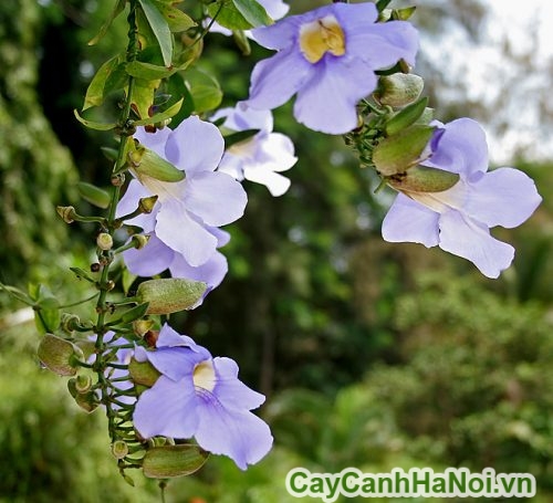 hoa day cat dang hoa day cat dang