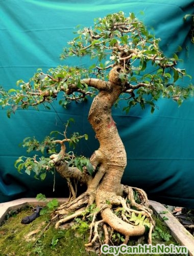 tac pham cua cay duoi bonsai tac pham cua cay duoi bonsai