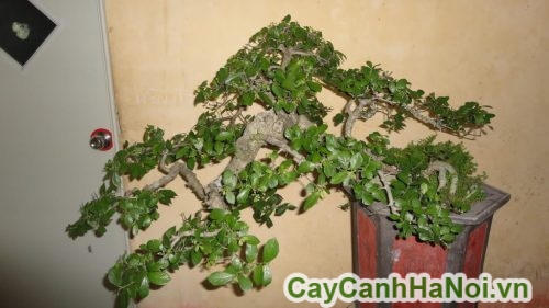 cay duoi bonsai trang tri noi that cay duoi bonsai trang tri noi that