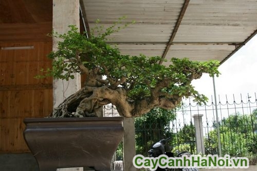 cay duoi tao dang bonsai cay duoi tao dang bonsai