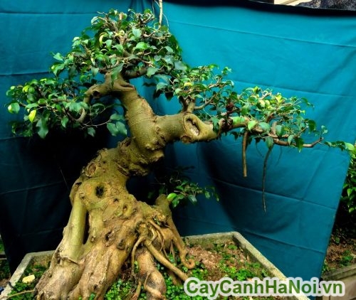 cay duoi bonsai co cay duoi bonsai co