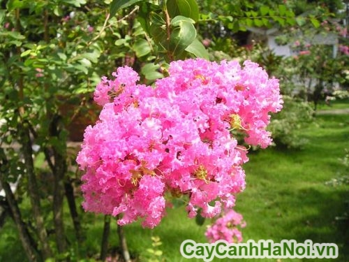 hoa tuong vi sac hong hoa tuong vi sac hong