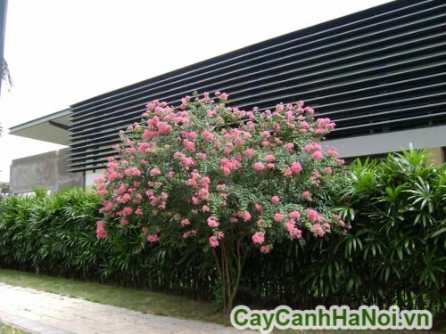 Hoa tuong vi lam tieu canh Hoa tuong vi lam tieu canh