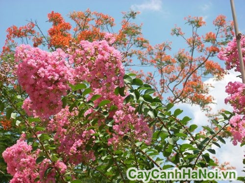 la cau cay hoa tuong vi la cau cay hoa tuong vi
