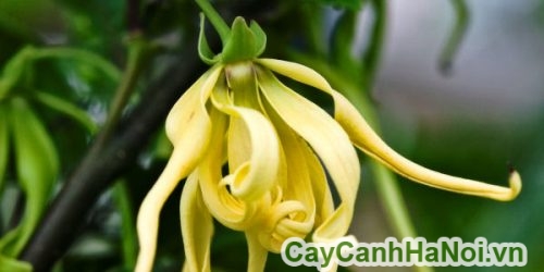 mui huong hoang lan mui huong hoang lan