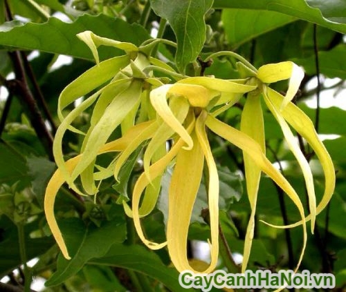 hoa hoang lan no ro hoa hoang lan no ro