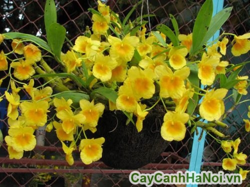 hoang lan nen vang hoang lan nen vang