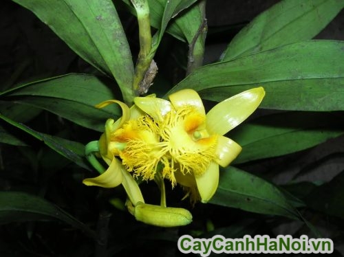 nu hoa hoang lan nu hoa hoang lan