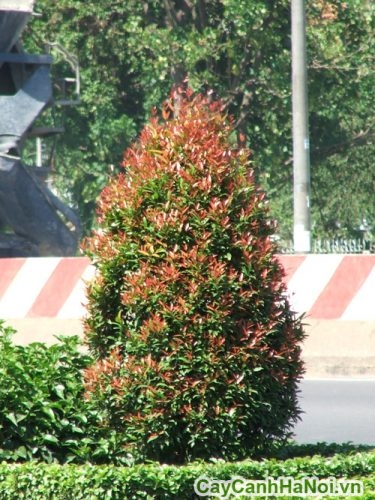 cay xuat hien tren cac con duong do thii cay xuat hien tren cac con duong do thii