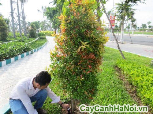 cham soc cho cay cham soc cho cay