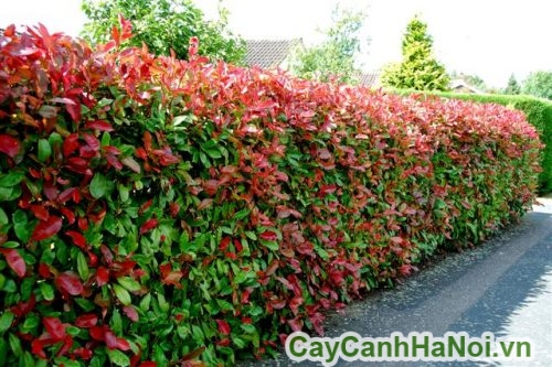 cay hong loc lam hang rao cay hong loc lam hang rao