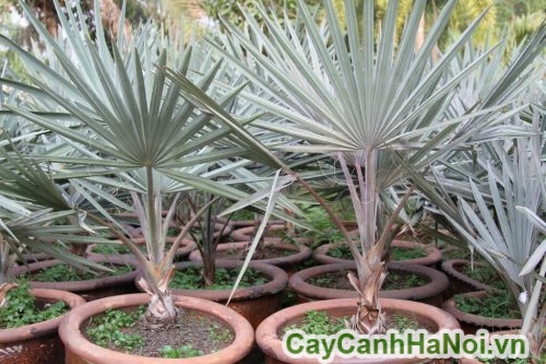 cay ke bac tai ha noi cay ke bac tai ha noi