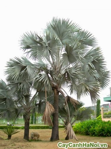 cay ke bac trong trong cong vien cay ke bac trong trong cong vien