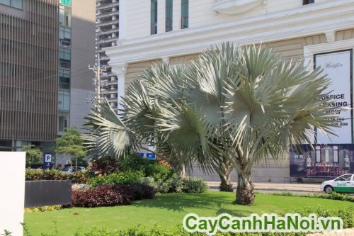 cay ke bac truoc cac khach san cay ke bac truoc cac khach san