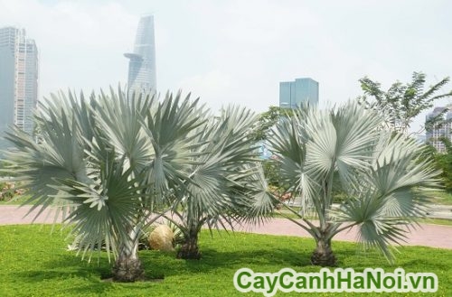 cay ke bac trong khuon vien duong pho cay ke bac trong khuon vien duong pho