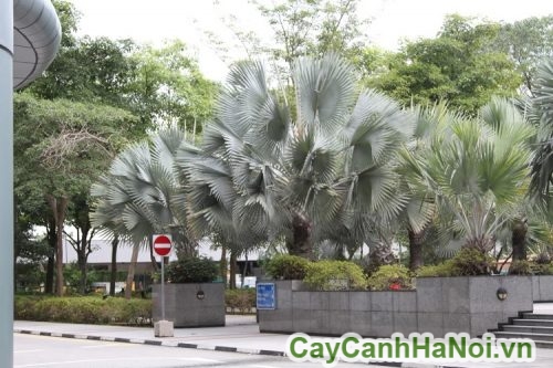 cay ke bac do thi cay ke bac do thi