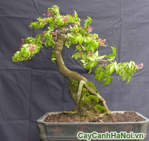 cay khe bonsai trong chau cay khe bonsai trong chau