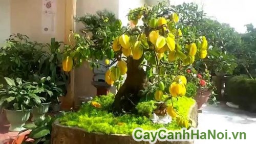 cay khe bonsai1 cay khe bonsai1