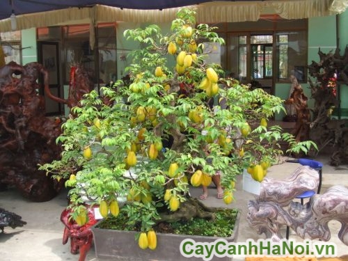 qua cua cay khe bonsai qua cua cay khe bonsai