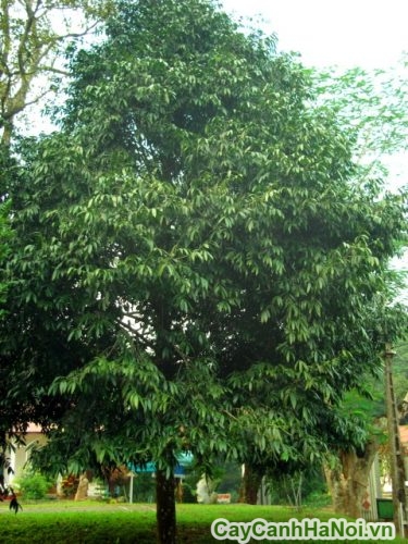 cay kim giao lon lam do my nghe cay kim giao lon lam do my nghe