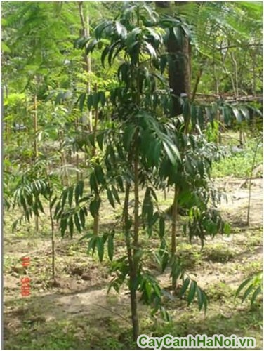 cay kim giao Nageia Fleuryi cay kim giao Nageia Fleuryi