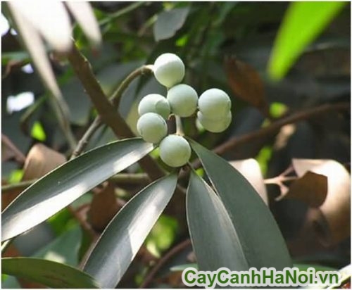 hat cay kim giao la bai thuoc chua benh xoang hat cay kim giao la bai thuoc chua benh xoang