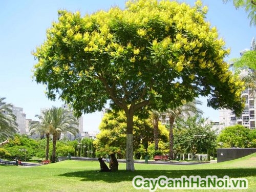 cay tao bong mat cay tao bong mat