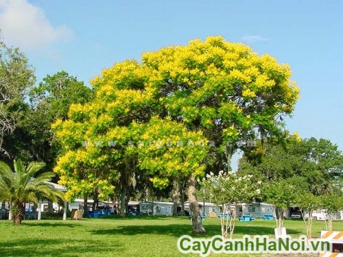 cay liem xet trong cong vien cay liem xet trong cong vien