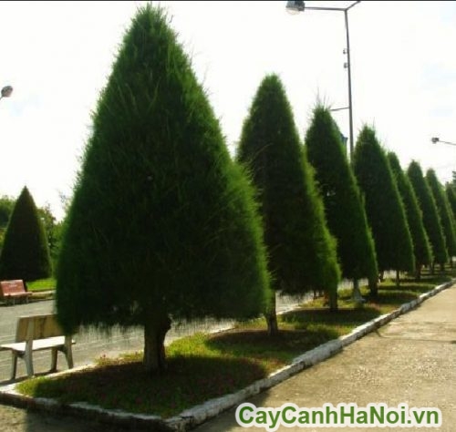 cay phi lao lam cay xanh do thi cay phi lao lam cay xanh do thi