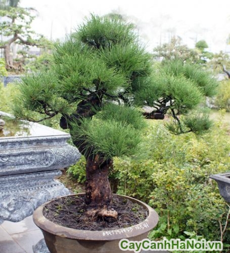 cay phi lao bonsai cay phi lao bonsai