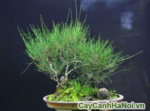 chau cay phi lao chau cay phi lao