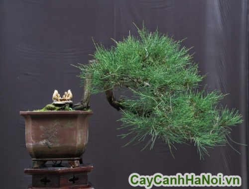 tao hinh nghe thuat cho cay tao hinh nghe thuat cho cay