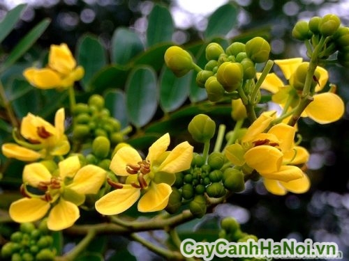 Hoa cây muồng đẹp Hoa cây muồng đẹp