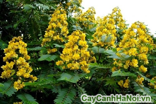 Hoa Cây Muồng Hoa Cây Muồng