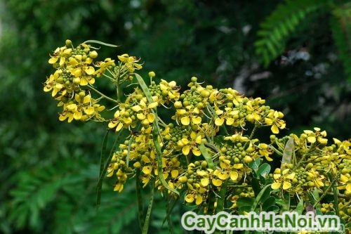 Hoa cây muồng Hoa cây muồng