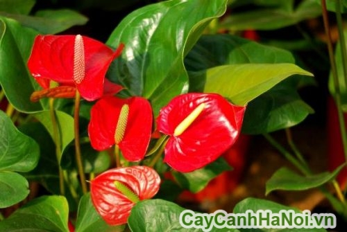 cây tiểu hồng môn