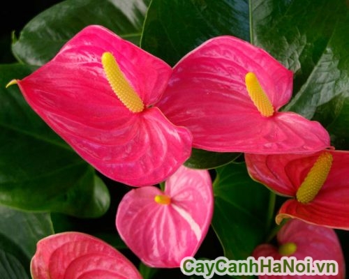 cây tiểu hồng môn