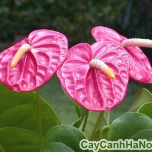 cây tiểu hồng môn