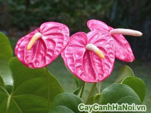 cây tiểu hồng môn