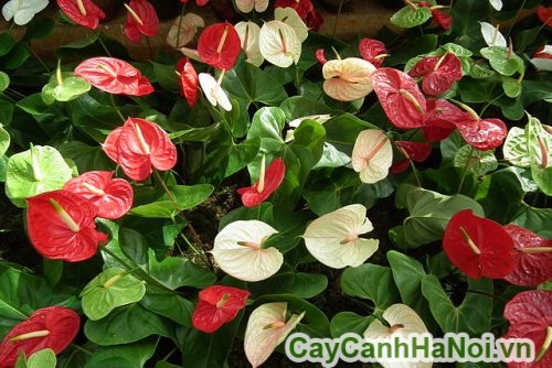 cây tiểu hồng môn